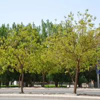 Mereka yang sudah menunaikan ibadah haji, pasti sudah tahu tentang pohon ini. 