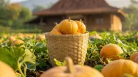 Cara Merawat Tanaman Labu Kuning agar Tumbuh Subur dan Berbuah Lebat