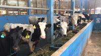 FFI & PT Jawa Power memfasilitasi dan mendampingi 25 peternak sapi perah terkait pemanfaatan limbah kotoran sapi yang digunakan kembali menjadi sumber energi terbarukan melalui teknologi biogas. (Liputan6.com/ ist)