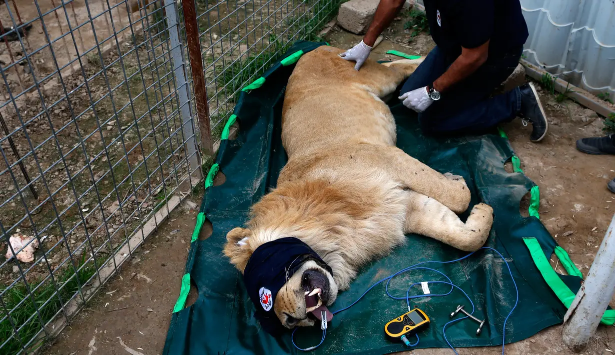 Petugas dari badan pecinta hewan, Animal Charity Four Paws memeriksa keadaan singa jelang dievakuasi ke luar negeri, Mosul, Irak, Selasa (28/3). Hasil pemeriksaan menyebutkan singa tersebut menderita radang sendi. (AFP PHOTO / AHMAD GHARABLI)