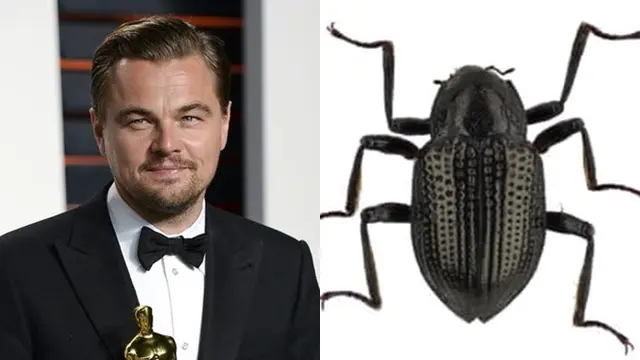 Nama Latin Makhluk Hidup Ini Mirip Artis Hollywood (sumber: artsy)