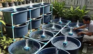 8 Ide Kolam Mini dari Bak Plastik Bekas untuk Budidaya Ikan yang Praktis dan Cocok di Lahan Sempit