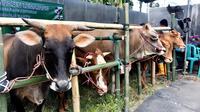 Pasar hewan di Kabupaten Lumajang dibuka kembali setelah ditutup selama 10 hari (Istimewa)