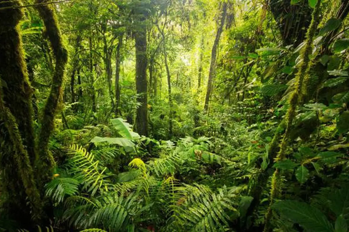 Pertama di Dunia, Hutan Hujan Hidup Dalam Bus Kota Taipei