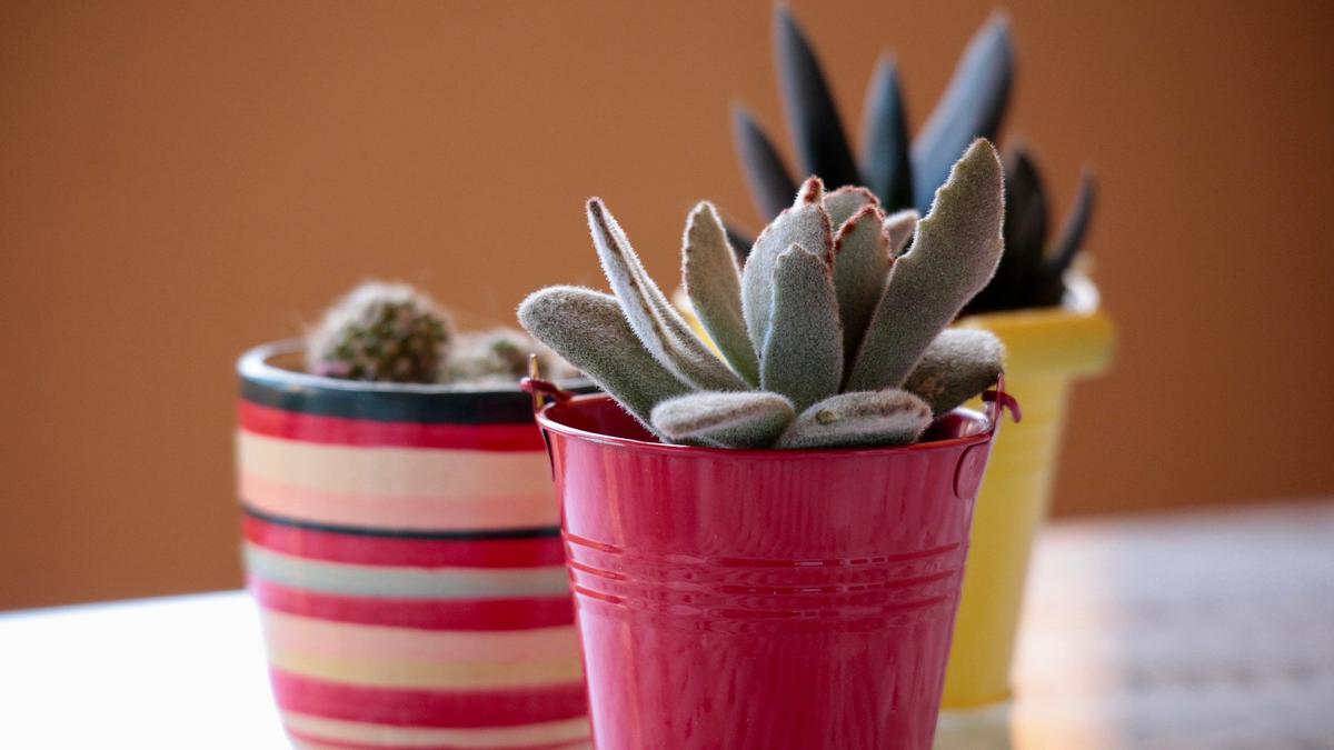 5 Rekomendasi Tanaman Hias yang Mudah Tumbuh Tanpa Banyak Air, Cocok untuk Pemula