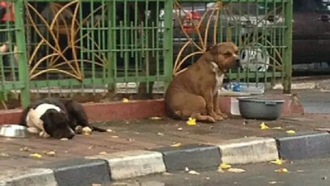 Miris! Dua Anjing Pitbull Ditelantarkan di Pinggir Jalan Jakarta