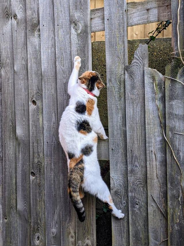 10 Potret Aksi Kucing Memanjat di Dinding Ini Malah Atraksi