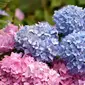 Hydrangea Flower (sumber: pixabay)