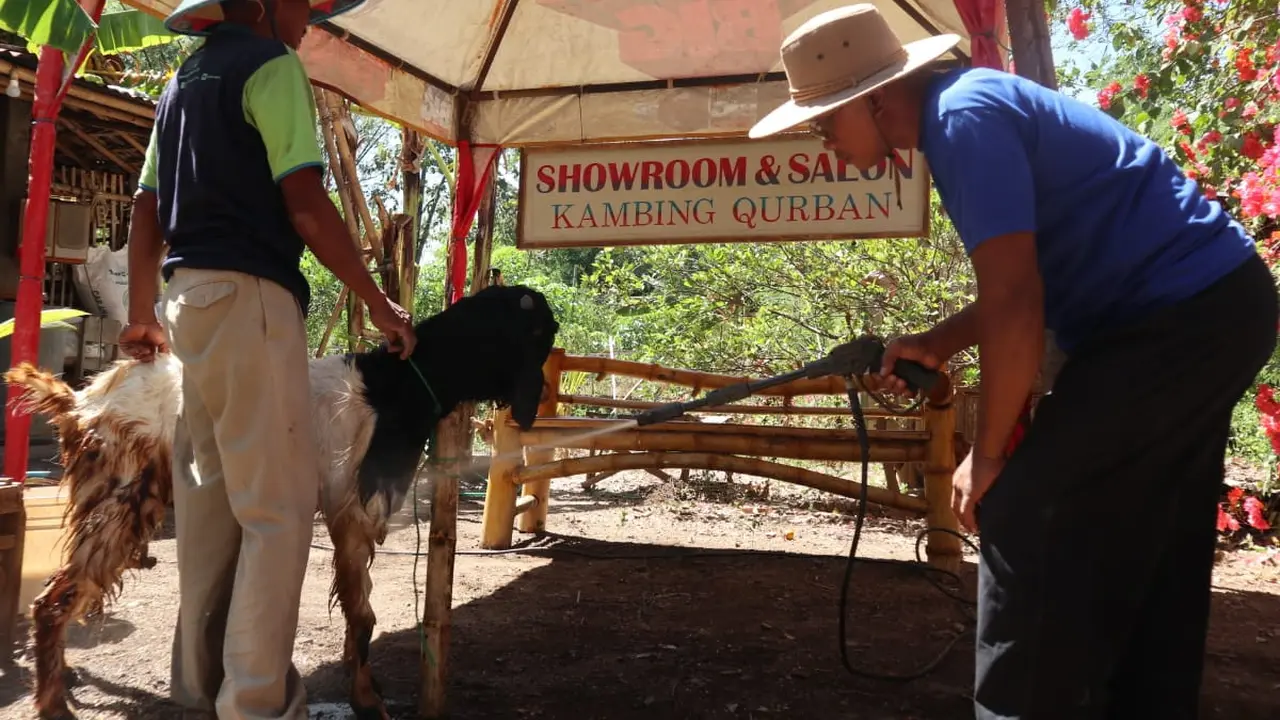 Salon Kambing