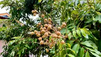 Cara Mencegah Buah Kelengkeng Rontok dari Pohonnya agar Panen Lebih Maksimal