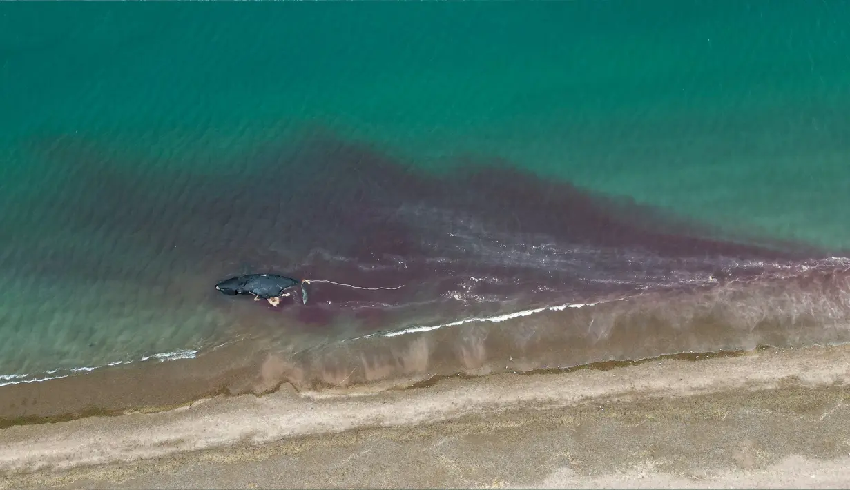 Seekor paus mati mengapung di pantai dekat Puerto Madryn, Argentina, Selasa (4/10/2022). Pihak berwenang juga mencatat lebih dari 1.400 kematian paus di Teluk Nuevo dan San Jose, menjadi jumlah terbesar dalam lebih dari 50 tahun. (AP Photo/Maxi Jonas)