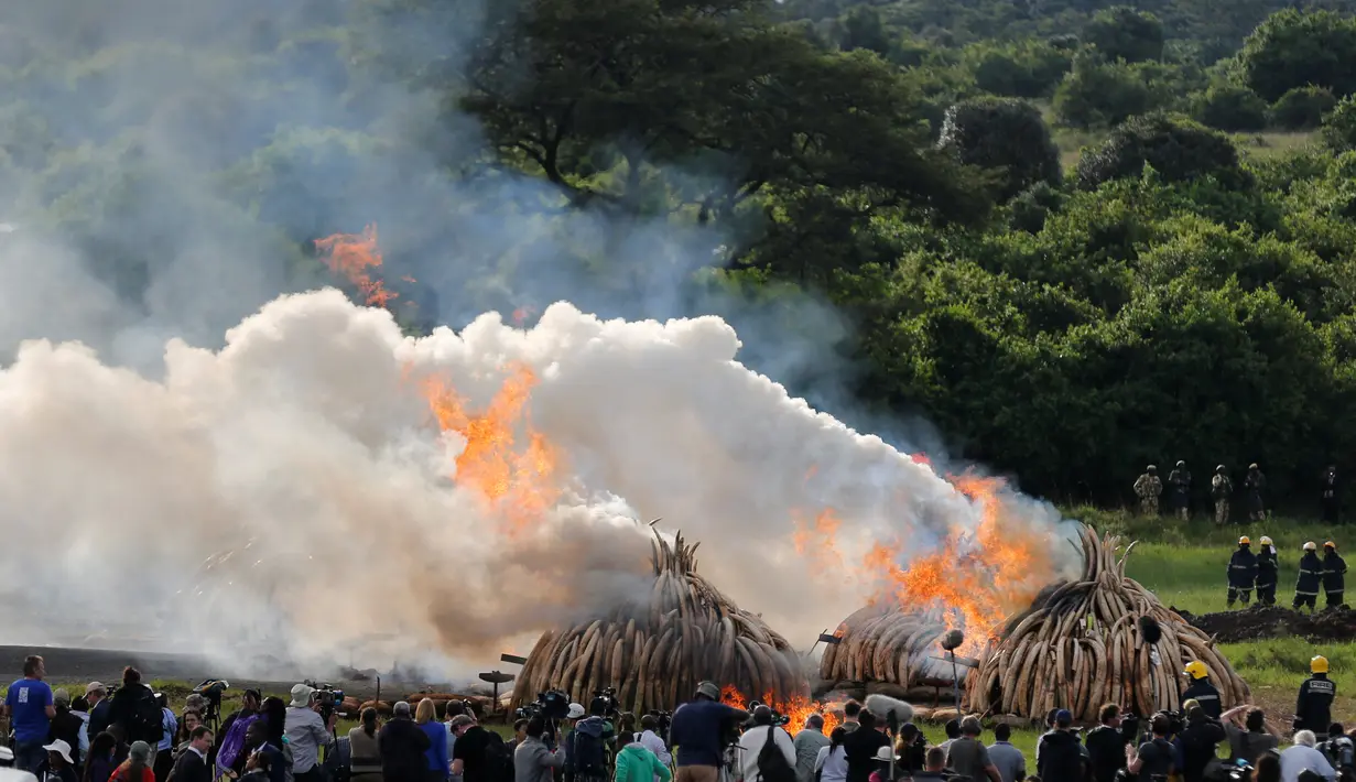 Warga melihat proses pembakaran gading gajah di Nairobi National Park, Kenya (30/4). Petugas memusnahkan sekitar 105 ton gading hasil penyitaan dari penyelundup dan pemburu. (Reuters/Thomas Mukoya)
