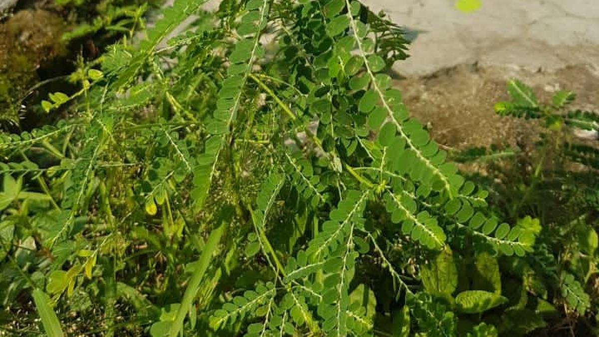 12 Manfaat Meniran yang Sering Diabaikan, Tanaman Liar dengan Khasiat Alami