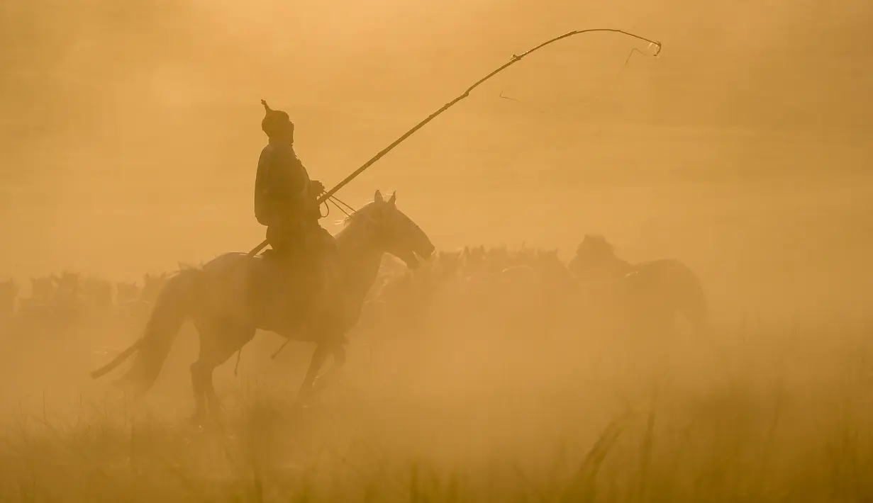 Seorang penggembala menangkap kuda dengan laso dalam atraksi budaya di sebuah pusat pembiakan kuda di Wilayah Ujimqin Barat, Xilin Gol, Daerah Otonom Mongolia Dalam, China utara, pada 31 Juli 2020. (Xinhua/Lian Zhen)