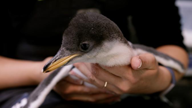 Seekor bayi penguin dipegang oleh penjaga di Sea Life Aquarium Sydney di Sydney, Australia (18/11/2020). Penguin yang tertua menetas pada pertengahan Oktober lalu, sedangkan yang termuda baru menetas dua pekan lalu. (Xinhua)