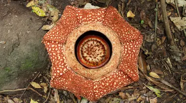 Bunga raksasa Rafflesia Arnoldii mekar sempurna dengan kelopak berjumlah tujuh di habitat Rafflesia Padang Guci, Kaur, Bengkulu, Rabu (17/1). Rafflesia Arnoldii berkelopak tujuh mekar sempurna (biasa hanya lima lembar) dengan lebar 85 cm. (DIVA MARHA/AFP)