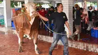 Awas Sapi Gelonggongan, Simak Cara Memilih Hewan Kurban yang Sehat