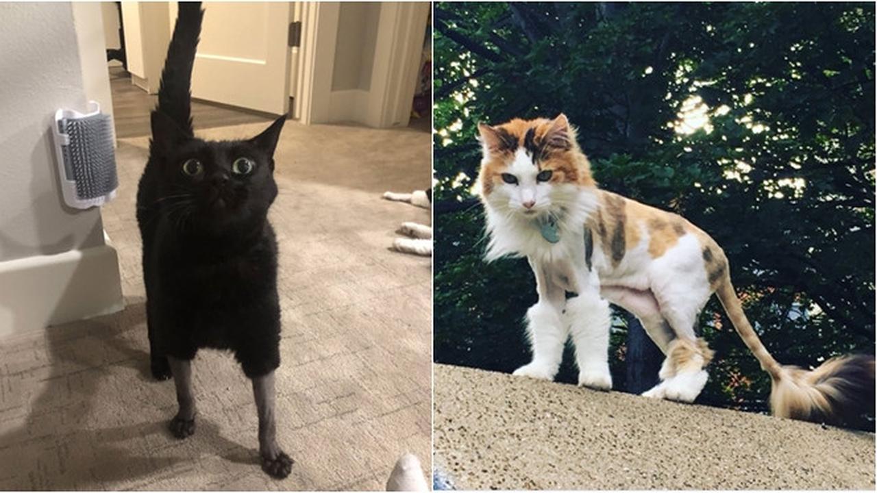 Potret Kucing Dengan Bulu Aneh Setelah Operasi, Bikin Geli