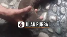 Seorang warga menemukan ular purba di kali saat memancing. Kejadian itu terjadi di Kali Margajaya, Bekasi, Jawa Barat.