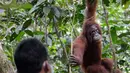 Orangutan bernama Elaine melihat ke arah penjaga hutan saat dilepasliarkan di Cagar Alam Hutan Pinus Jantho, Aceh Besar, Selasa (18/6/2019). Sebelum dilepasliarkan, orangutan dilatih agar menjadi liar. (CHAIDEER MAHYUDDIN/AFP)