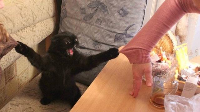 kucing berwajah galak