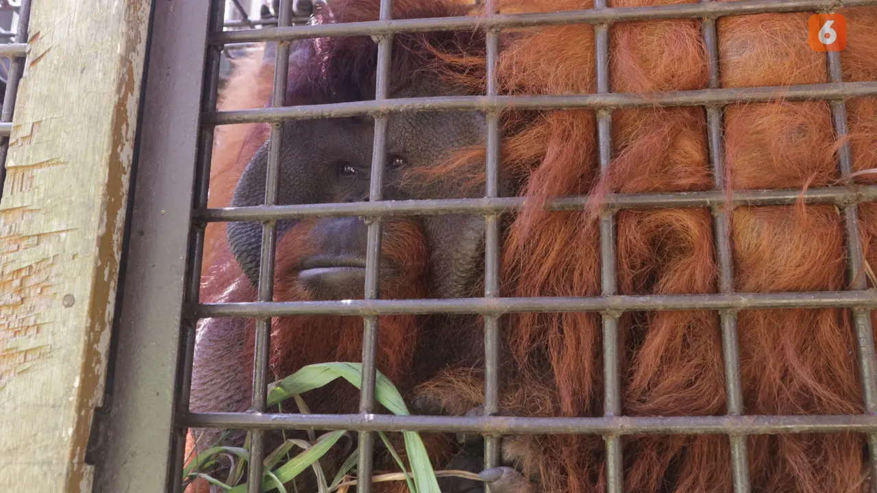 Orang utan Arsari