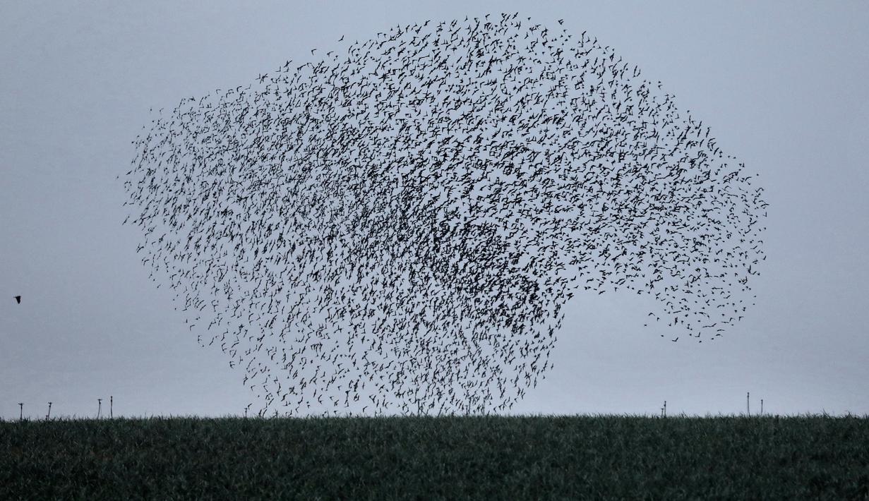 Ribuan burung jalak melakukan migrasi dalam formasi terbang di atas langit lahan pertanian dekat kota Beit Shean di Israel, Kamis (21/12). Mereka terbang bersama-sama untuk menghindari serangan predator seperti elang. (AFP PHOTO/MENAHEM KAHANA)