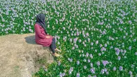 Bunga Eceng Gondok di Blok Wadas, Kecamatan Plered, Kabupaten Cirebon, Jawa Barat. (dok. Instagram @nrlkholifah/https://www.instagram.com/p/BzNhOLWnB1V/)