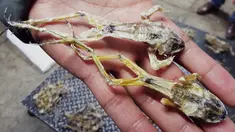 Penampakan benda yang mirip katak kering dijual di pasar hewan di Trujillo, Lima, Peru (12/7). Menurut PBB perdagangan hewan liar adalah bisnis ilegal terbesar ketiga di dunia setelah obat-obatan dan senjata. (AFP PHOTO)