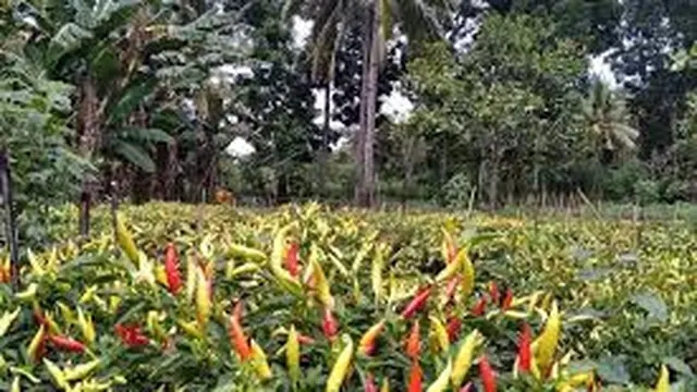 Ilustrasi tanaman cabai di Lumajang (Istimewa)