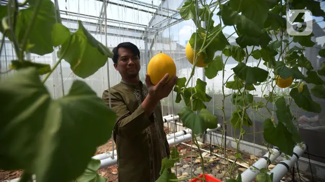 Panen Melon Urban Farming Jakarta