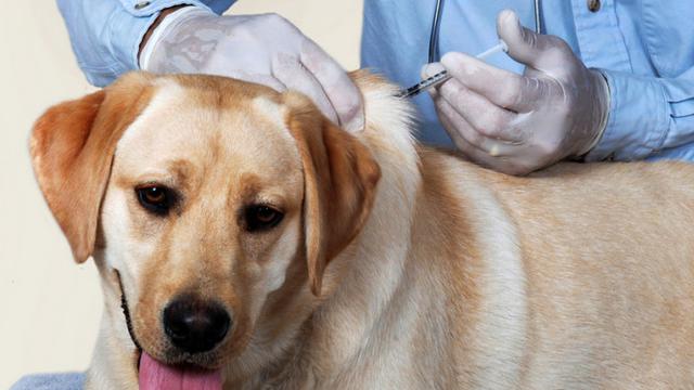 Lakukan 9 Hal Ini Saat Anjing Peliharaan Anda Jatuh Sakit Lifestyle Liputan6 Com