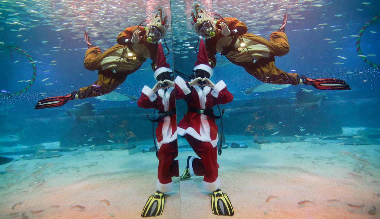 Seorang penyelam yang mengenakan kostum sinterklas dan Rudolph tampil dengan ikan sarden di Coex Aquarium, Seoul, Selasa (18/12). Acara rutin tahunan ini menghadirkan penyelam berpakaian Sinterklas untuk menghibur pengunjung. (AP Photo/Ahn Young-joon)