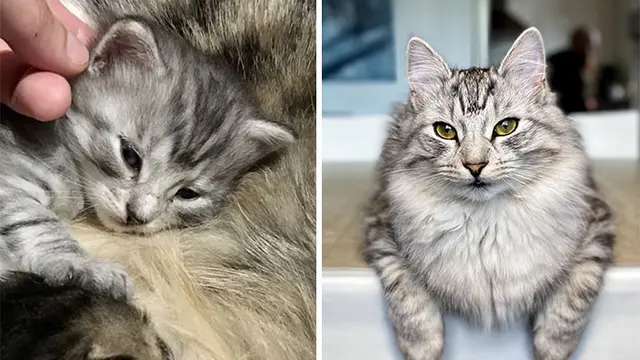 Glow Up, 10 Potret Perbandingan Kucing Dulu VS Sekarang.