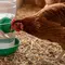 7 Cara Membuat Tempat Minum Ayam Anti Tumpah dari Botol Bekas, Hemat dan Praktis