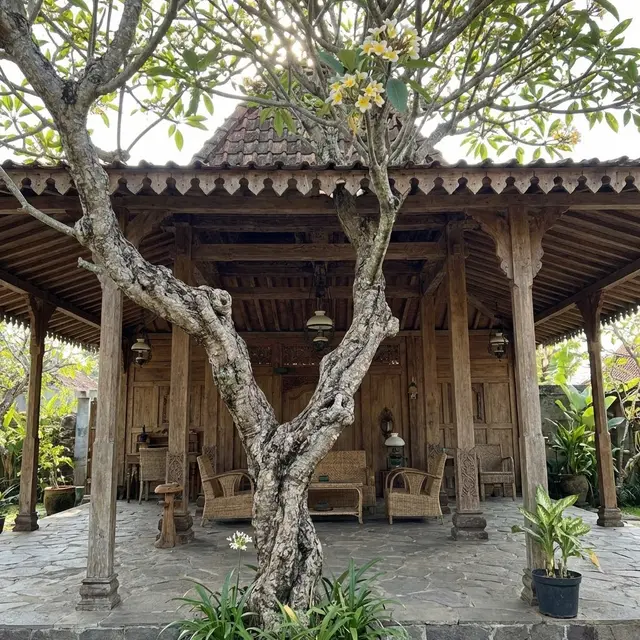 Konsep Paviliun Kayu Jati dengan Pohon Kamboja Tua