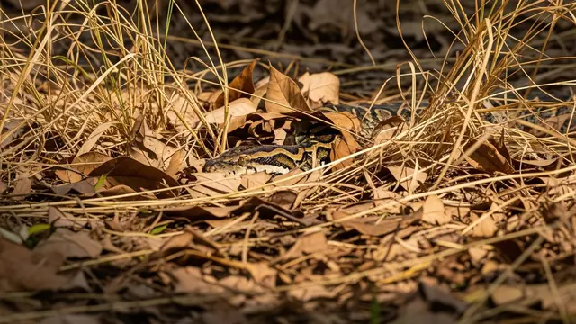 Cara Akurat Mengenali Jejak Ular Sanca Besar di Halaman dan Area Kebun