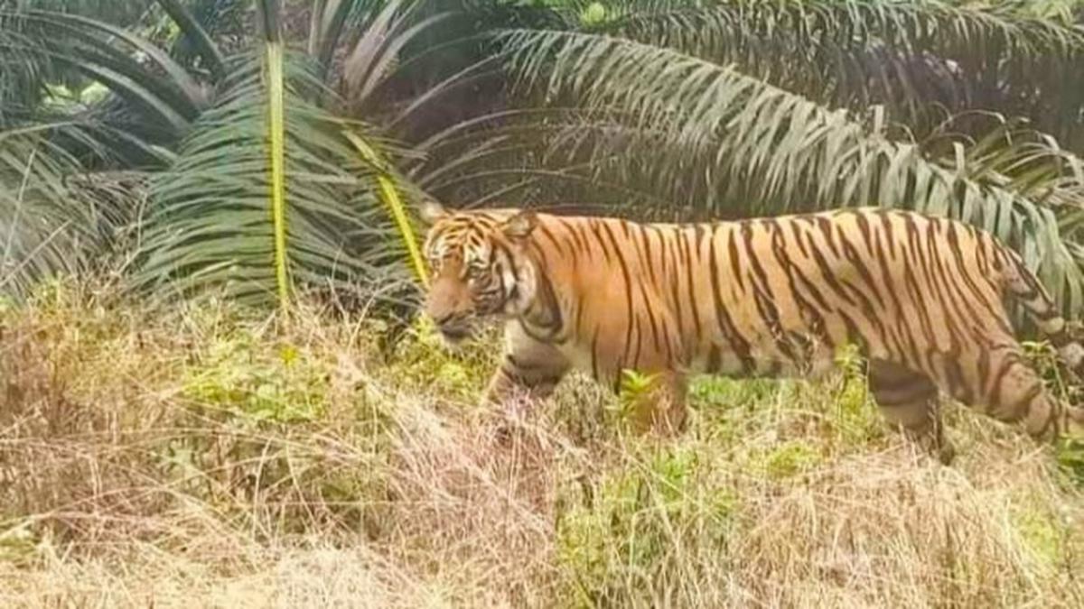 Kepala BBTNBBS: Video Viral Warga Dimangsa Harimau Hoaks