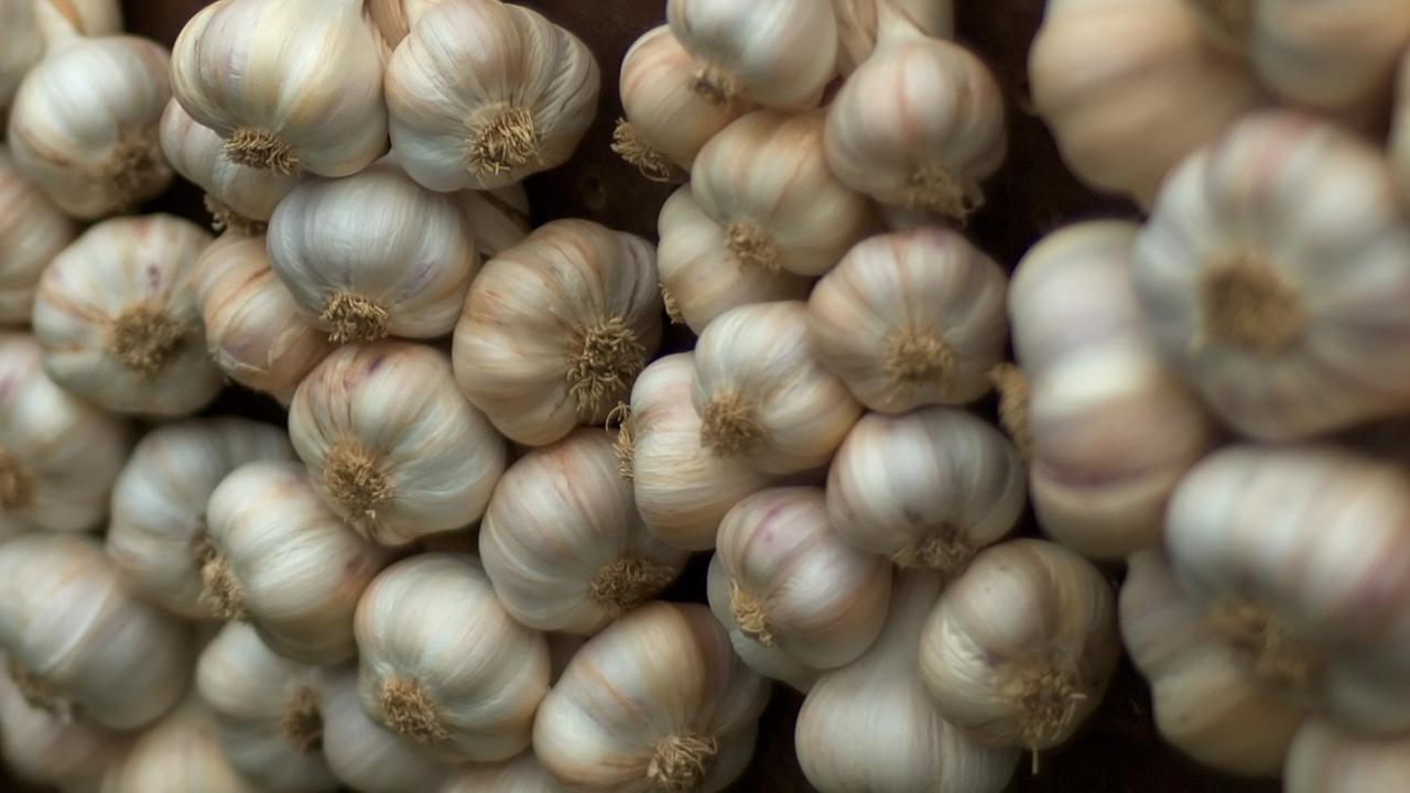 Kebutuhan bawang putih nasional diperkirakan mencapai 500 ribu ton per tahun.