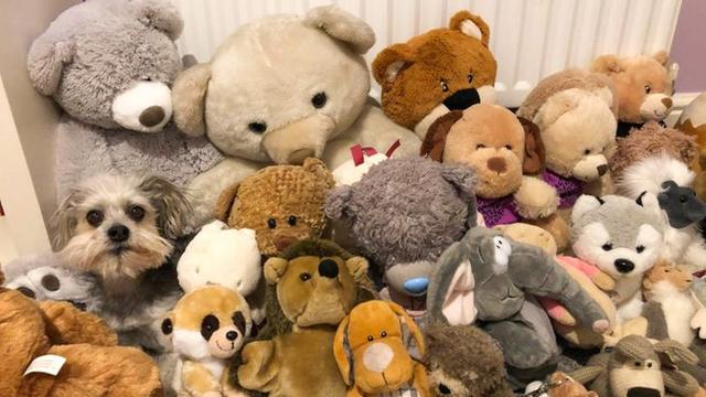 Jago Berkamuflase, Ini 8 Potret Lucu Hewan Peliharaan Saat Bersembunyi