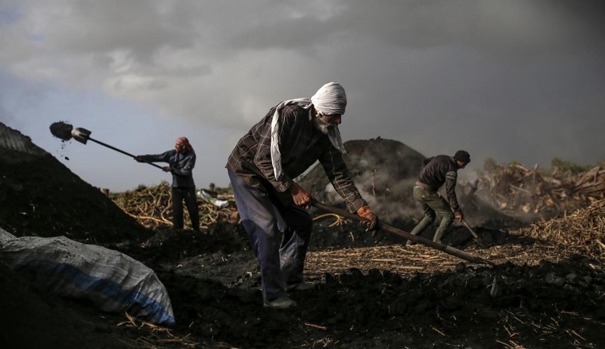 Aktivitas pekerja di fasilitas produksi arang al-Hattab, sebelah timur Kota Gaza, Palestina, 28 Januari 2021. Setelah memanen pohon, pekerja membentuk kayu menjadi piramida yang terkubur di bawah pasir. (Mohammed ABED/AFP)