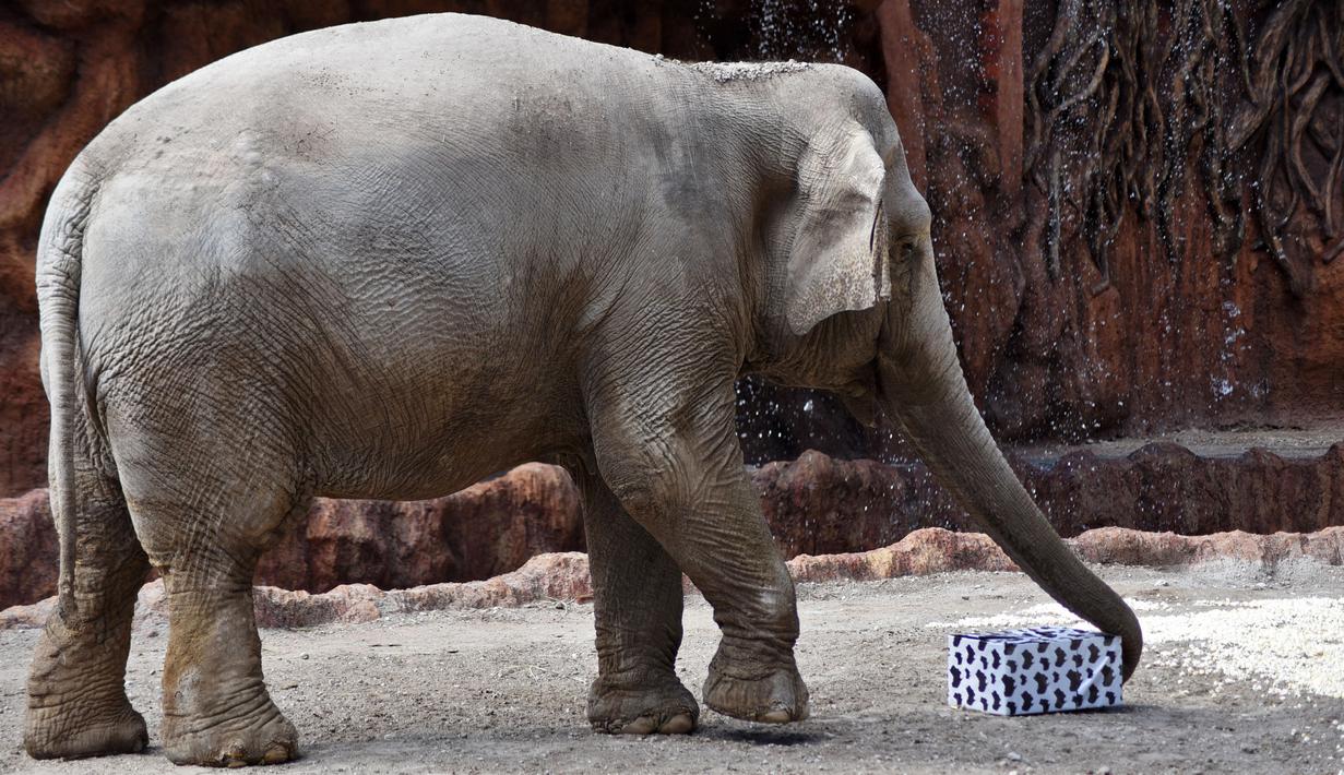 Gajah bernama Trompita mencoba membuka hadiah yang dibawa pengunjung sebagai bagian dari tradisi Natal di La Aurora Zoo, Guatemala City pada Kamis (19/12/2019). Hari Natal yang jatuh pada 25 Desember membuat sejumlah kebun binatang turut merayakannya dengan cara yang unik. (Orlando  ESTRADA/AFP)