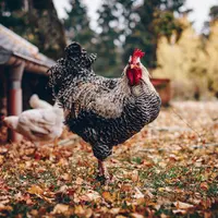 ilustrasi ayam/Kirsten Bühne/pexels