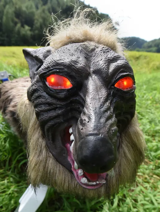 Robot Super Robot Wolf berdiri di sebuah sawah saat diperkenalkan di Kisarazu, prefektur Chiba, Jepang, 25 Agustus 2017. Robot berteknologi inframerah ini memiliki kemampuan pendeteksian hewan liar yang mendekati jarak tertentu. (Toru YAMANAKA/AFP)