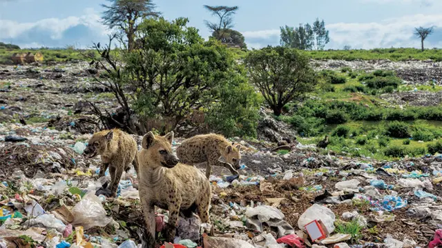 Tak hanya di Indonesia, penumpukan sampah plastik juga terjadi di beberapa negara di dunia.