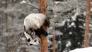 Panda wanita Jin Bao Bao, bernama Lumi dalam bahasa Finlandia bergelantungan di pohon saat bermain salju pada hari pembukaan Resort Snowpanda di Kebun Binatang Ahtari, di Ahtari, Finlandia, (17/2). (Roni Rekomaa / Lehtikuva via AP)
