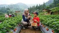 7 Rekomendasi Kebun Stroberi di Bandung, Bisa Petik dan Bawa Pulang Buah Segar
