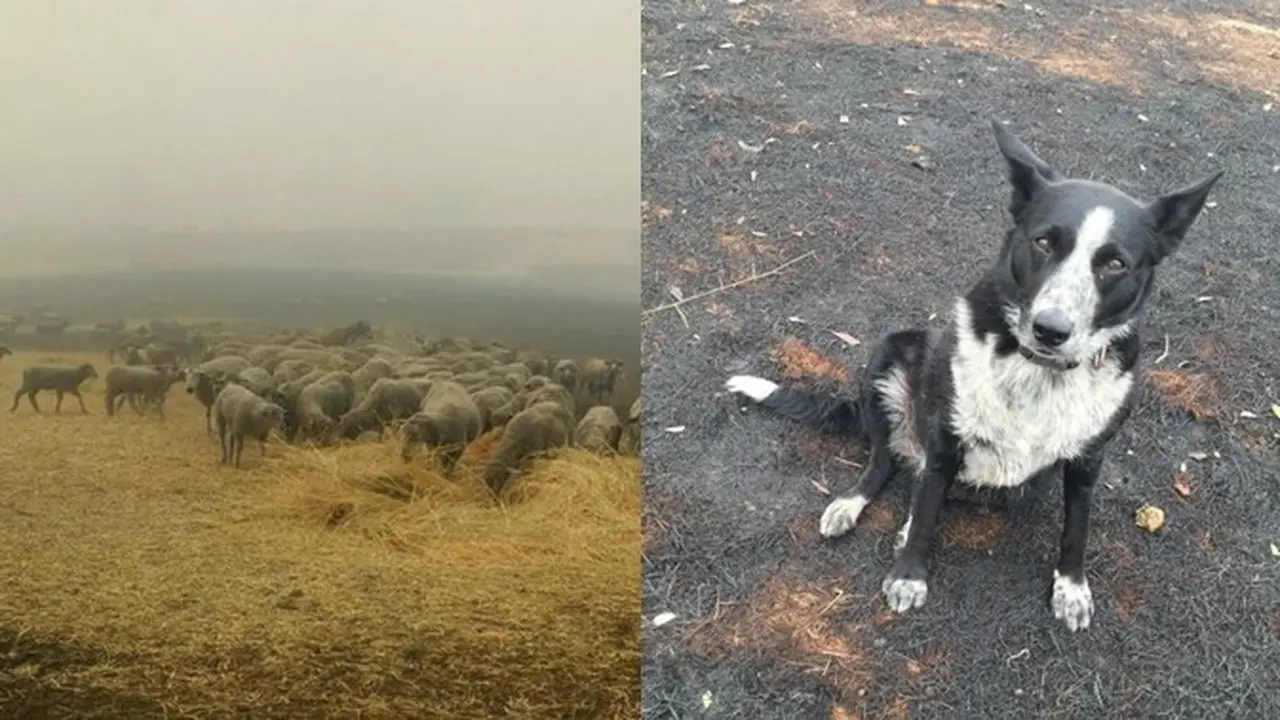 Jadi Pahlawan, Anjing Ini Selamatkan Domba dari Kebakaran