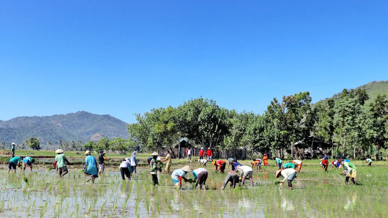 Petani di Sumbawa Barat.