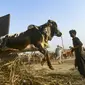 Idul Adha dirayakan dengan menyembelih hewan kurban berupa, domba, kambing, sapi atau unta. (AFP/Asif Hassan)